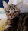 C33 Litter-Squeakers ADOPTION PENDING