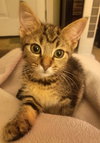 C33 Litter-Squeakers ADOPTION PENDING
