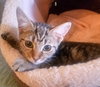 C33 Litter-Squeakers ADOPTION PENDING