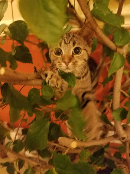C33 Litter-Squeakers ADOPTION PENDING