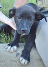 D25 Litter- Arya ADOPTED