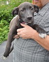 D25 Litter- Arya ADOPTED