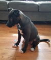 D25 Litter- Arya ADOPTED