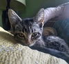 Avery ADOPTED