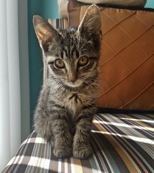 Avery ADOPTED