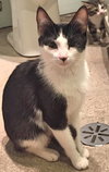 C34 Litter (mom) Marlowe ADOPTION PENDING