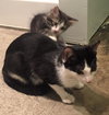 C34 Litter (mom) Marlowe ADOPTION PENDING