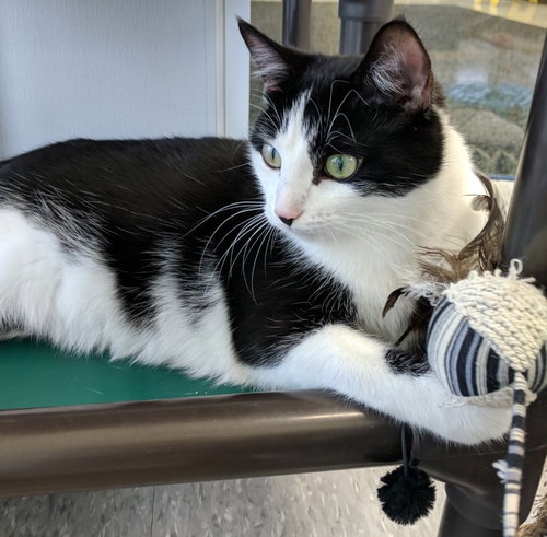 C34 Litter (mom) Marlowe ADOPTION PENDING