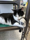 C34 Litter (mom) Marlowe ADOPTION PENDING