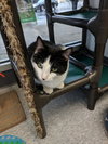 C34 Litter (mom) Marlowe ADOPTION PENDING