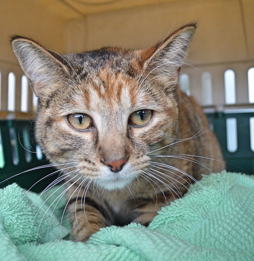 Butterball ADOPTED