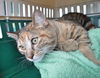 Butterball ADOPTED