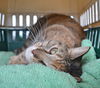 Butterball ADOPTED