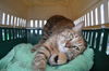 Butterball ADOPTED