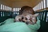 Butterball ADOPTED