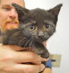 C35 Litter- Stitch ADOPTED