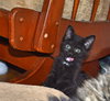 C35 Litter- Stitch ADOPTED