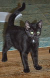 C35 Litter- Stitch ADOPTED