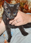 C35 Litter- Stitch ADOPTED