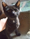 C35 Litter- Stitch ADOPTED