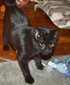 C35 Litter- Stitch ADOPTED
