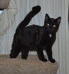 C35 Litter- Stitch ADOPTED