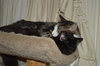 C35 Litter- Stitch ADOPTED