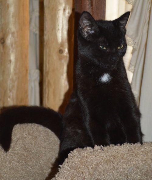 C35 Litter- Stitch ADOPTED