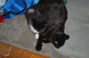 C35 Litter- Stitch ADOPTED