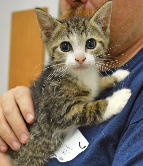 C35 Litter-Kangaroo Jack ADOPTED