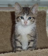 C35 Litter-Kangaroo Jack ADOPTED