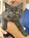 C35 Litter- Galaxy ADOPTED