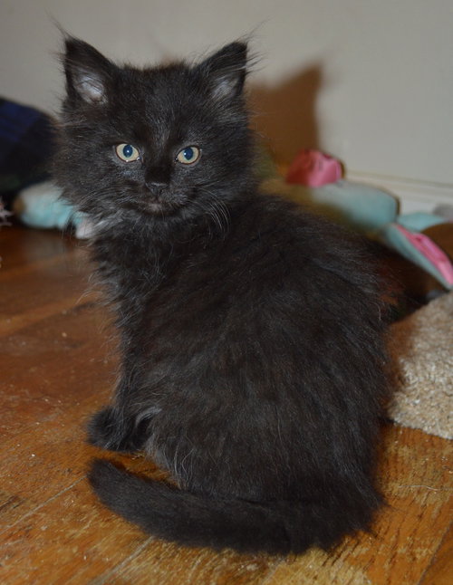 C35 Litter- Galaxy ADOPTED