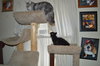 C35 Litter- Galaxy ADOPTED