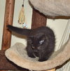 C35 Litter- Galaxy ADOPTED