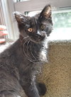 C35 Litter- Galaxy ADOPTED