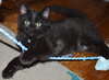 C35 Litter- Galaxy ADOPTED