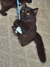 C35 Litter- Galaxy ADOPTED
