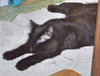 C35 Litter- Galaxy ADOPTED