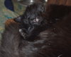 C35 Litter- Galaxy ADOPTED
