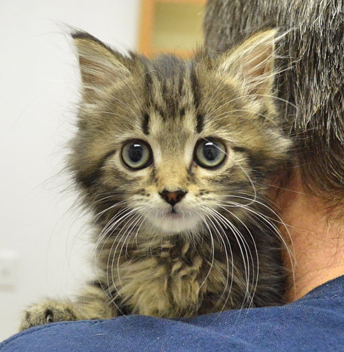 C35 Litter- Cricket ADOPTED