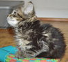 C35 Litter- Cricket ADOPTED
