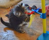 C35 Litter- Cricket ADOPTED