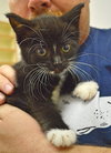C35 Litter- Zoot ADOPTED