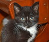 C35 Litter- Zoot ADOPTED
