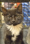 C35 Litter- Zoot ADOPTED