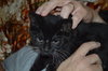 C35 Litter- Zoot ADOPTED