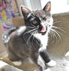 C35 Litter- Zoot ADOPTED