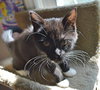 C35 Litter- Zoot ADOPTED