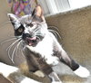 C35 Litter- Zoot ADOPTED